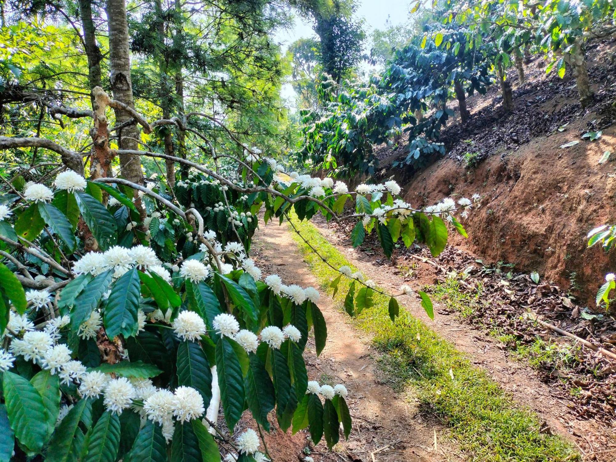 Sambrama Wood House Villa Madikeri Exteriör bild